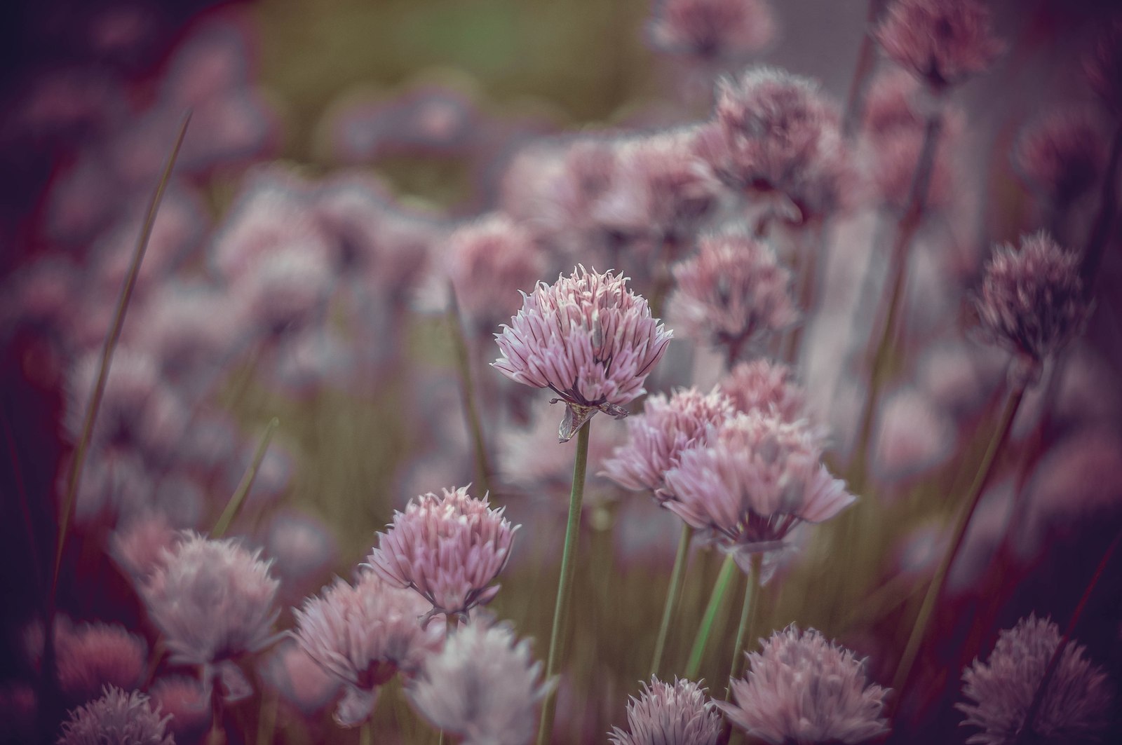 In memory of summer - My, Photo, Flowers, Summer, Strawberry, Longpost, Dacha