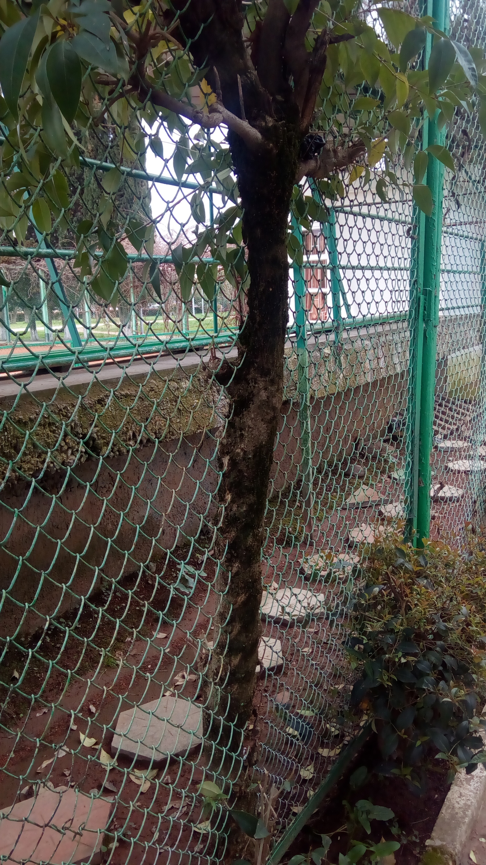 Tenacious Trees 2 - My, Netting, Tree, Power of nature, Adler