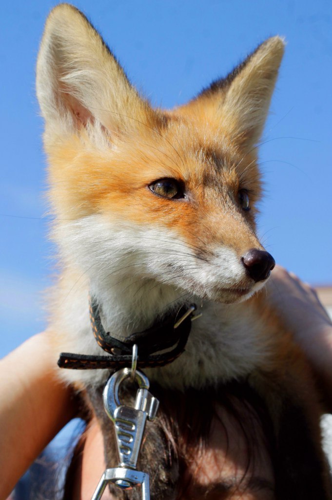 My domestic fox (foxpost) - My, Fox, Domestic fox, Longpost, Many letters