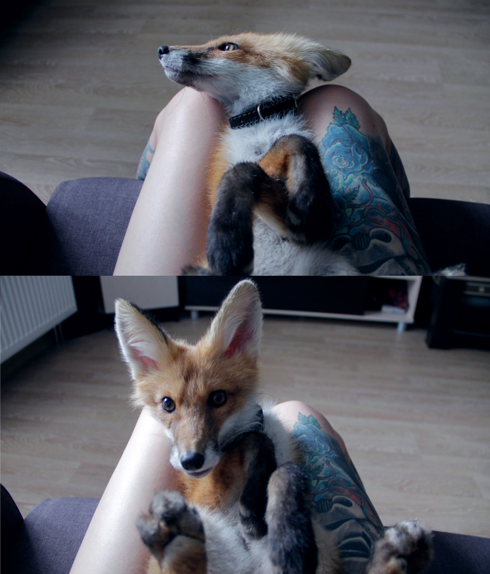 When Sonya was a fox (many photos) - My, Fox, Domestic fox, Sonya the domestic fox, Domestic foxes, Milota, Longpost