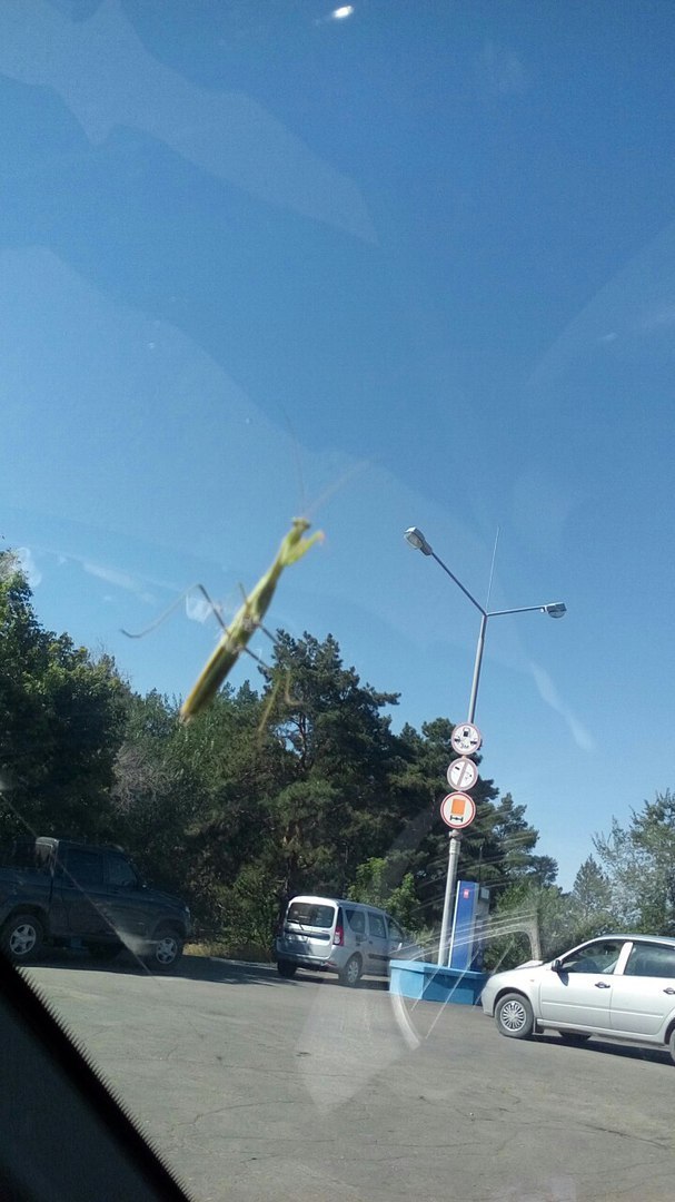 Giant praying mantis in Saratov - In contact with, Humor, Photo