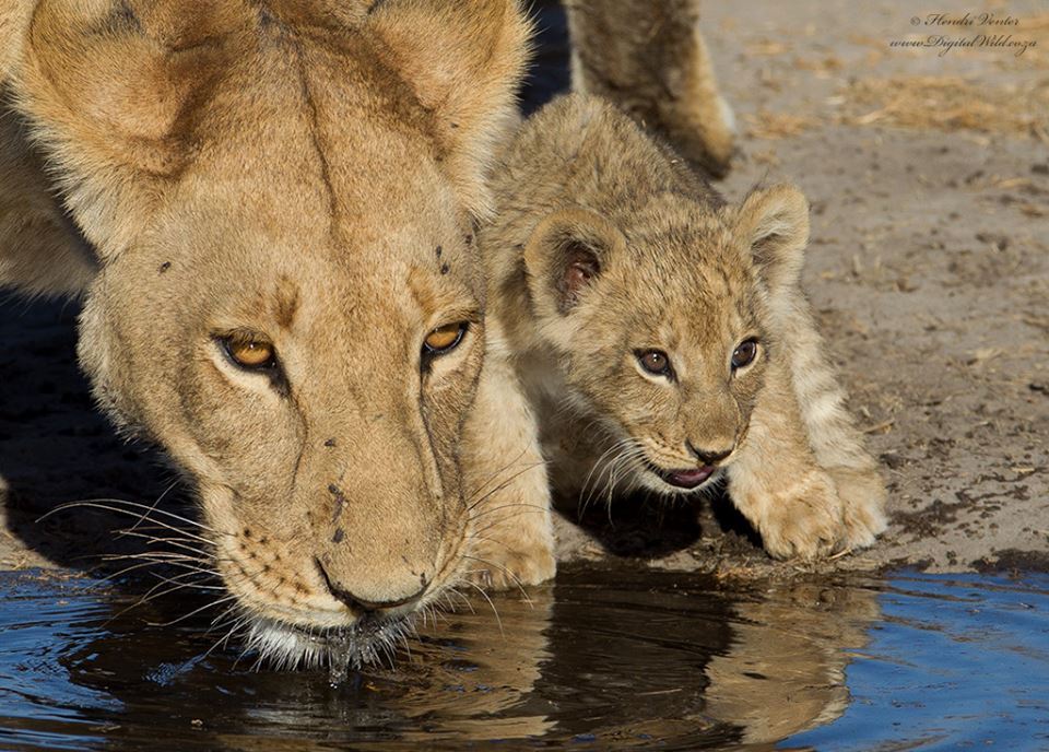 The lioness brought her baby to the river - Nature, Animals, a lion