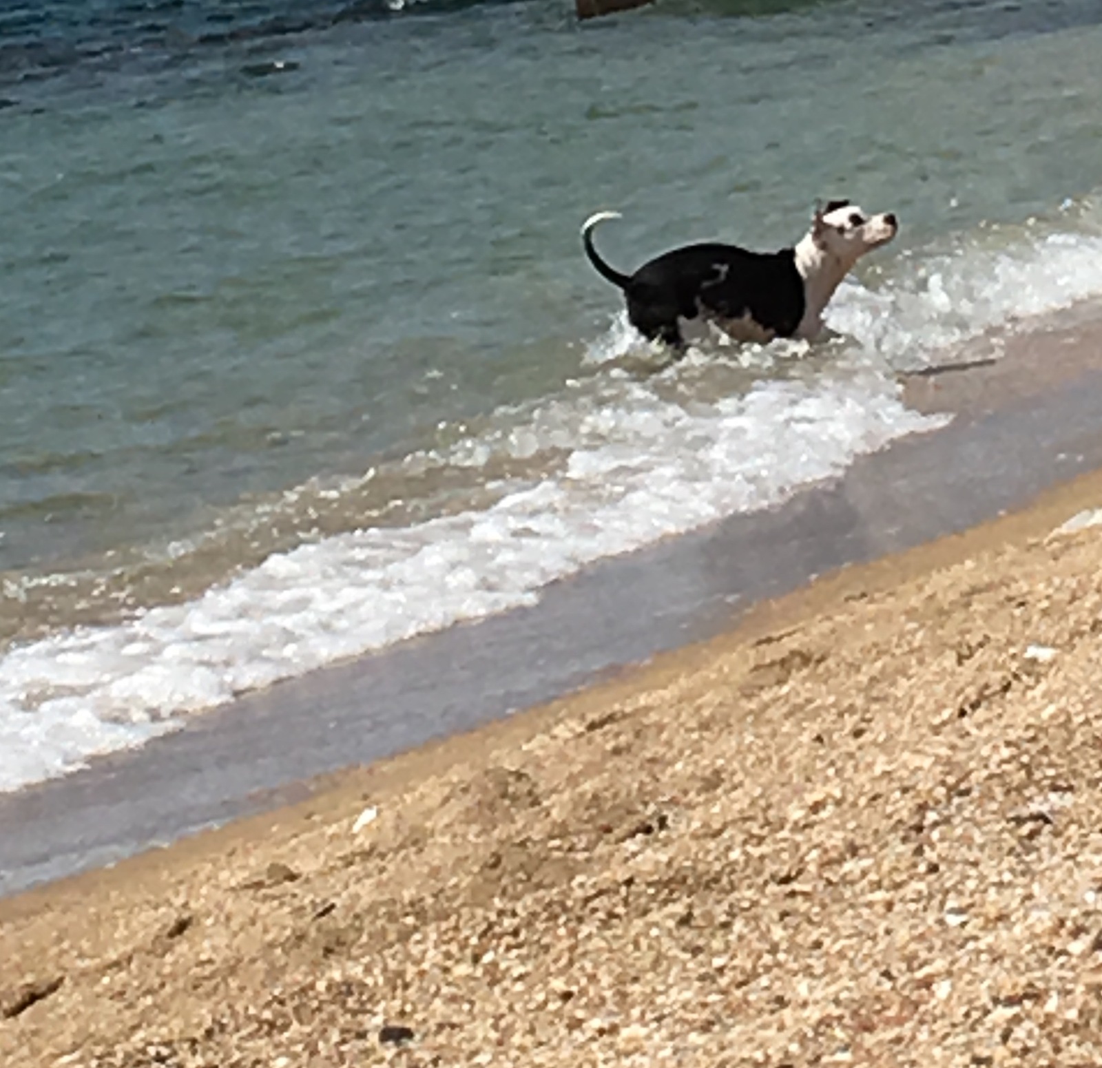 And again my dog, Zeus. - My, Dog, Pets, Sea, House, Longpost