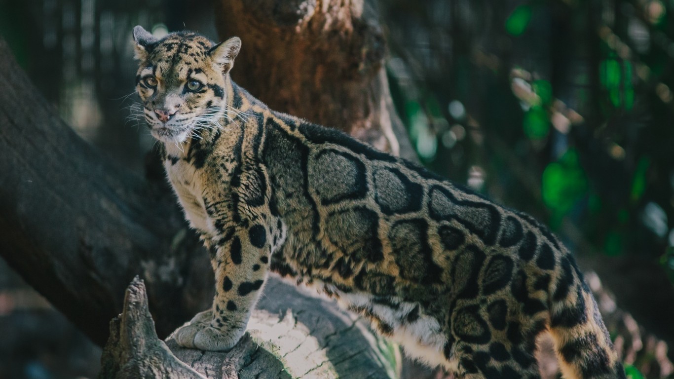 A little beauty in the feed... - cat, Smoky cat, Clouded leopard, beauty, Beautiful, Aesthetics, Cat family, Predatory animals, Wild animals, The photo