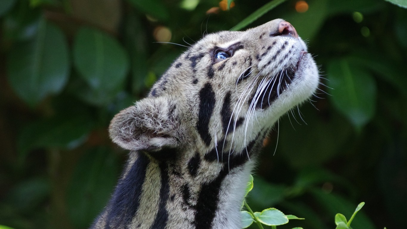 A little beauty in the feed... - cat, Smoky cat, Clouded leopard, beauty, Beautiful, Aesthetics, Cat family, Predatory animals, Wild animals, The photo