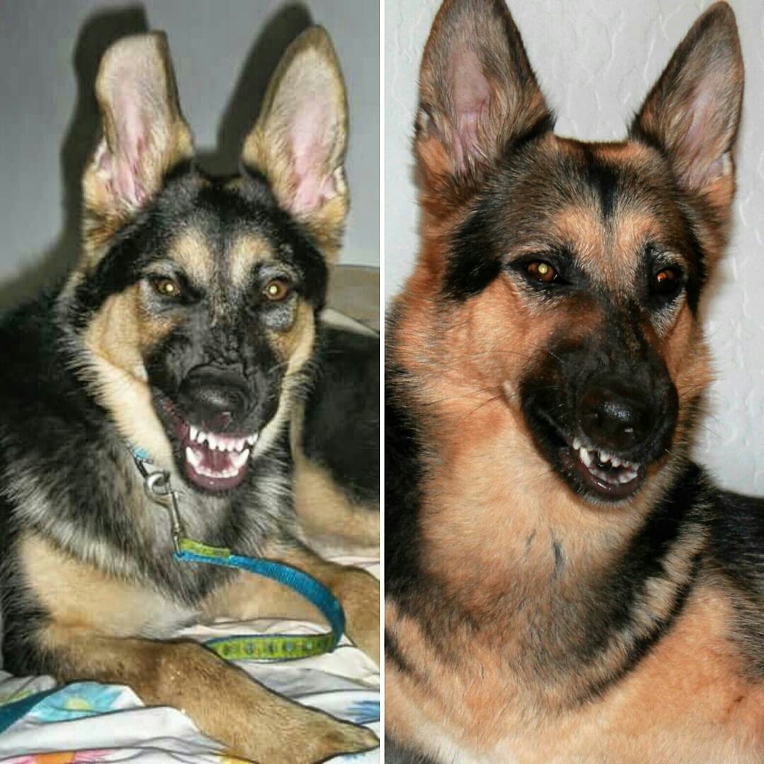 Time goes by, nothing changes - Dog, German Shepherd, Photo, It Was-It Was