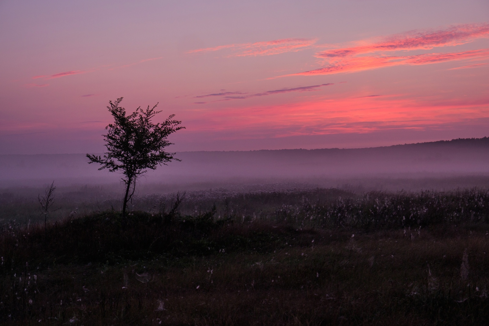 Fog - My, The photo, Fog