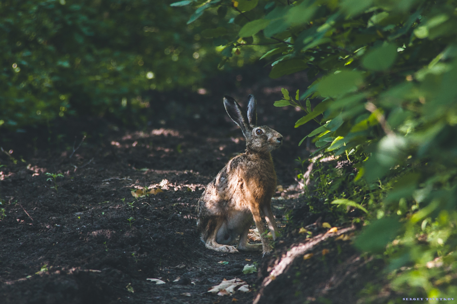 Successful photoshot #2 - My, My, Photo, The photo, Russia, Nature, Animals, Hare