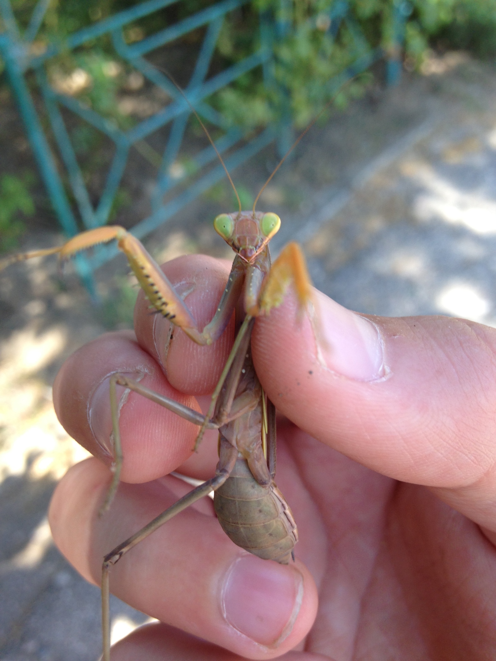 I met such a little praying mantis on the street - My, Mantis, baby, The street, Longpost