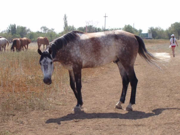 How we grazed the herd in the stable - My, Horses, Horses, Herd, Memories, Herdsman, Longpost