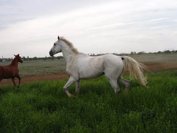 How we grazed the herd in the stable - My, Horses, Horses, Herd, Memories, Herdsman, Longpost