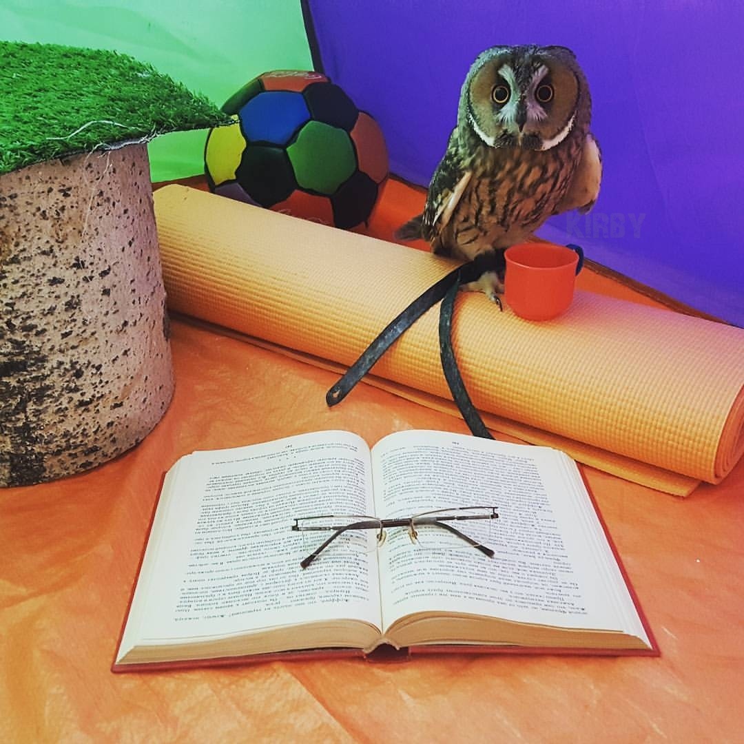 Autumn mood - My, Kerby, Owl, Autumn, Books, , Photo, Animals