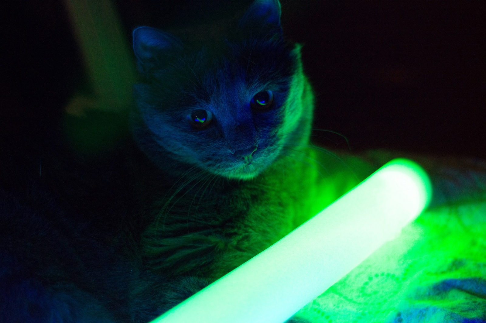 A cat and some kind of glowing thing. - My, cat, Darkness, Photo, Helios