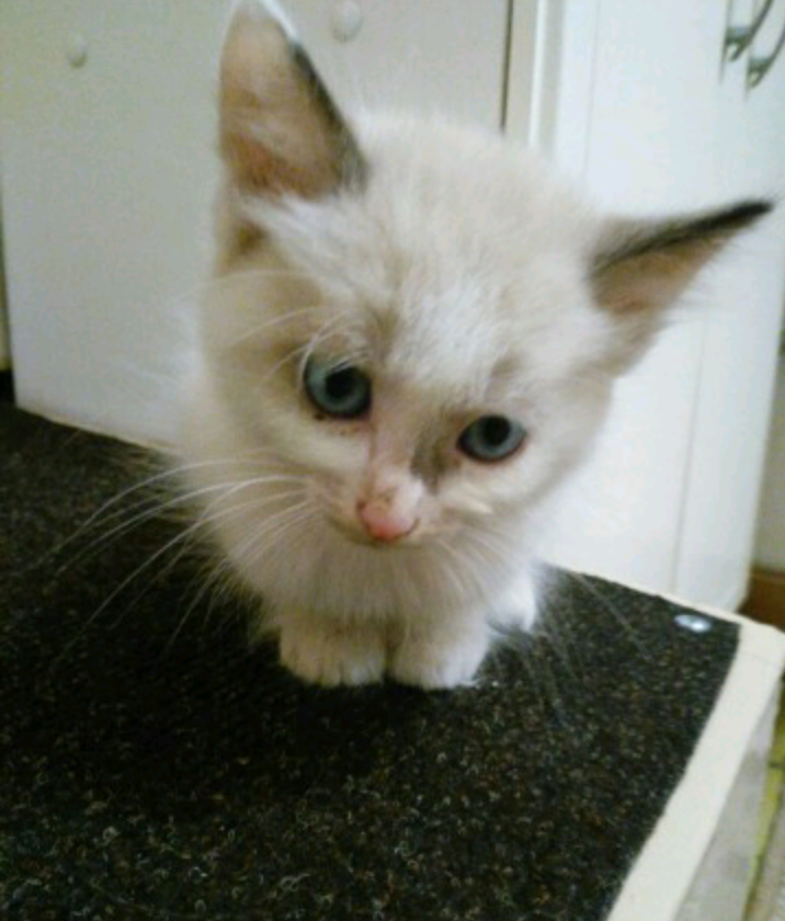 Found a kitten. Boy. Help find him a home, please. - Izhevsk, Found a cat, In good hands