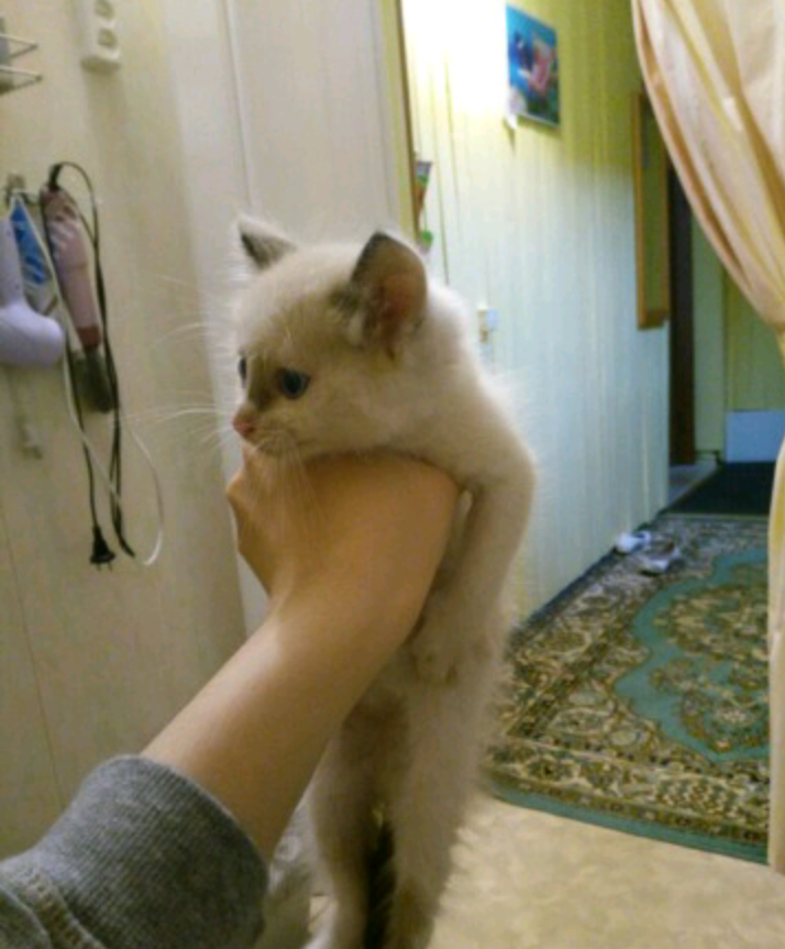 Found a kitten. Boy. Help find him a home, please. - Izhevsk, Found a cat, In good hands