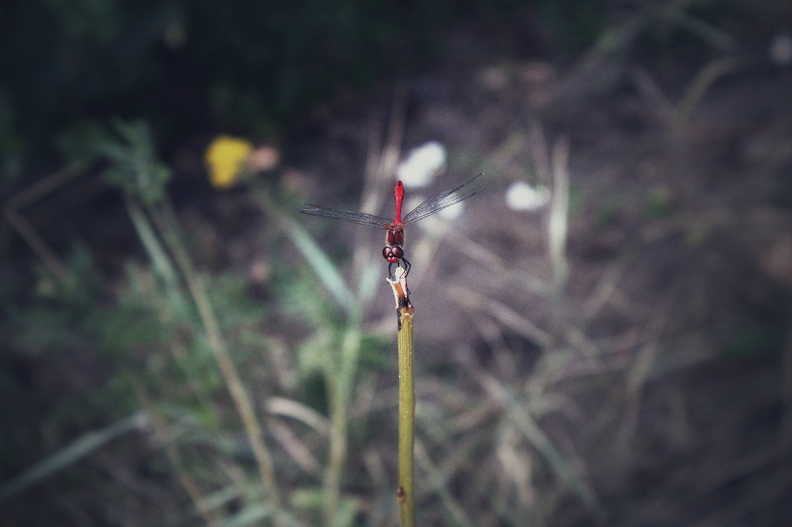 The forest is full of wonders - My, Forest Park, Photo, The photo, Nature, Longpost