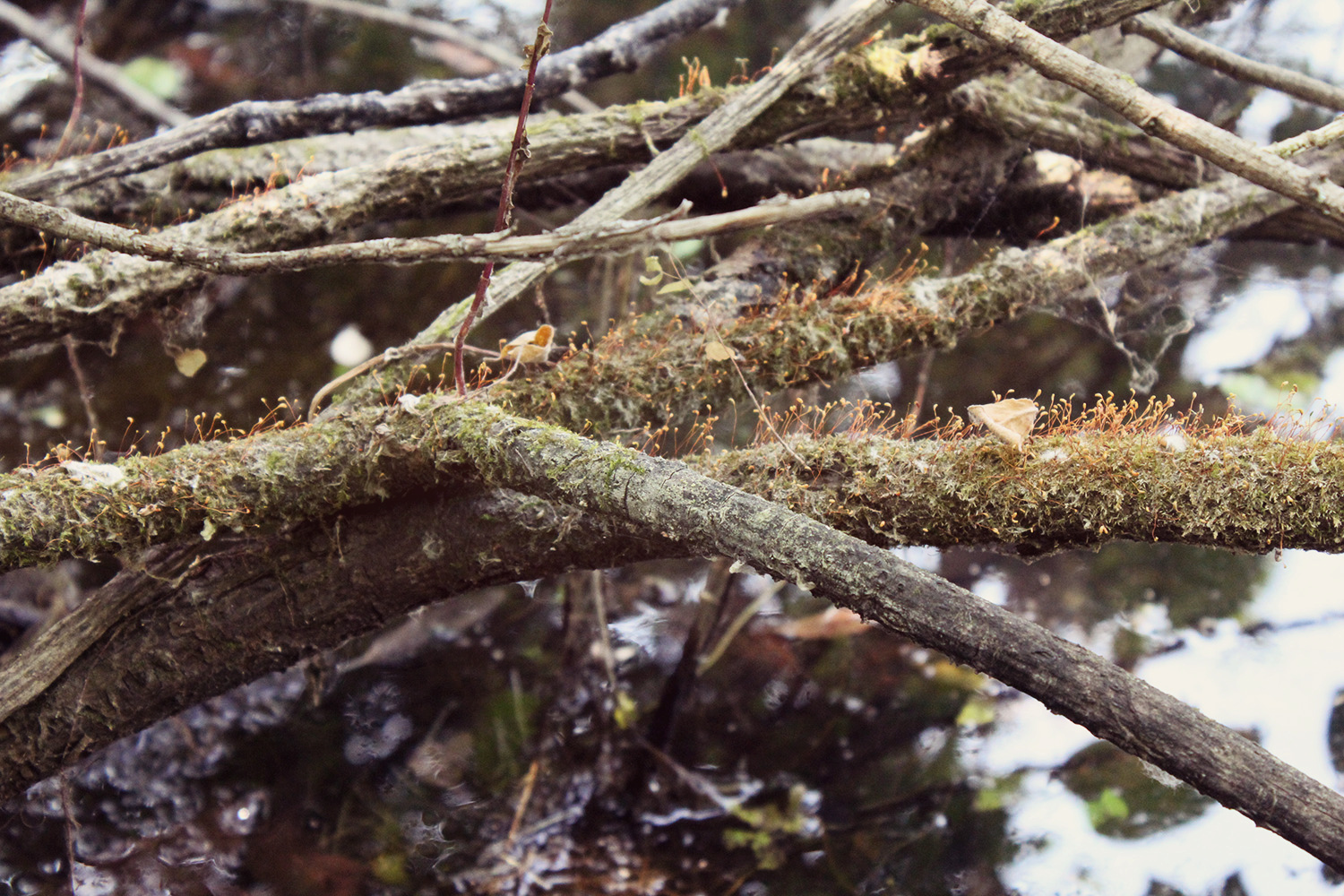 The forest is full of wonders - My, Forest Park, Photo, The photo, Nature, Longpost