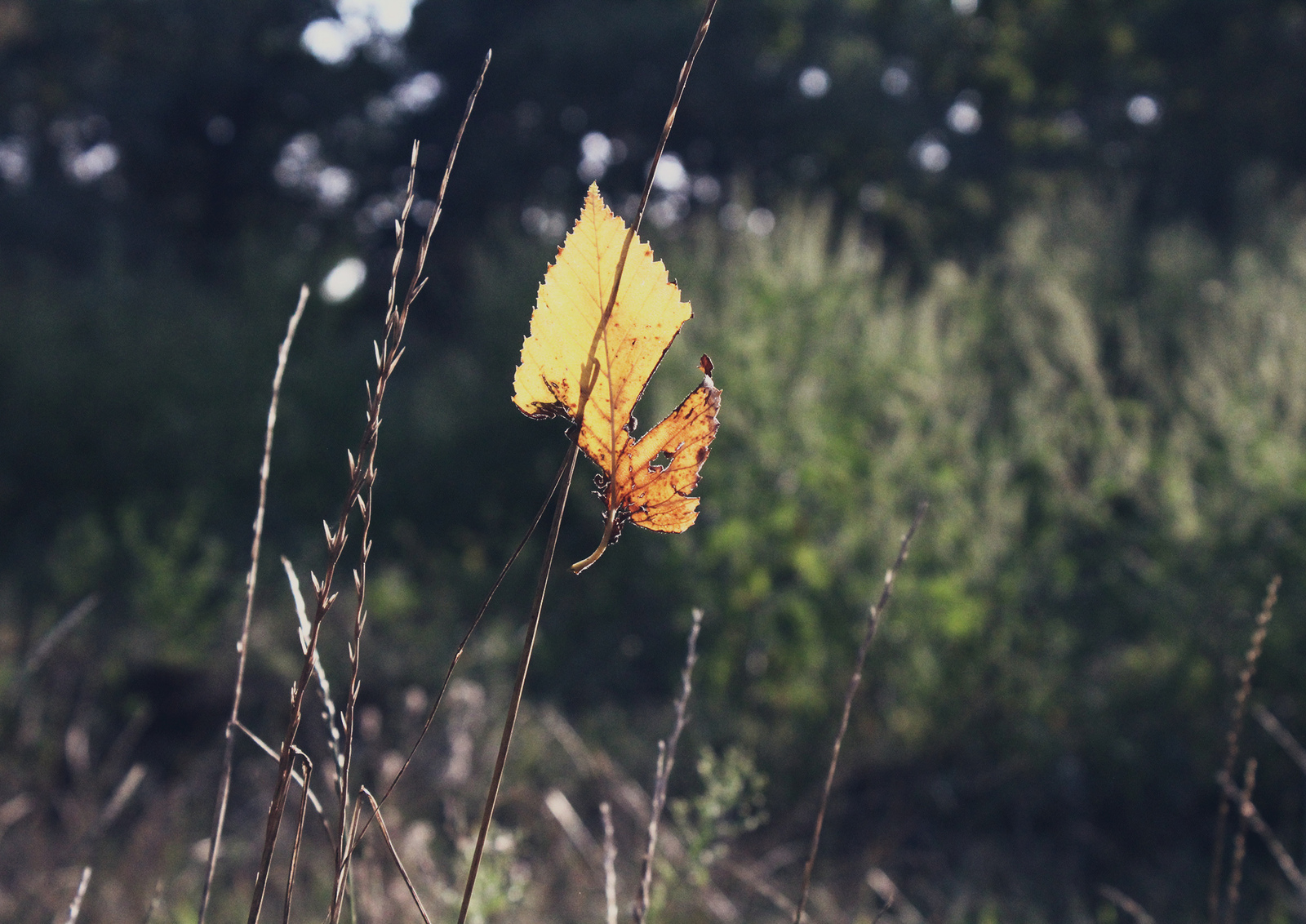 The forest is full of wonders - My, Forest Park, Photo, The photo, Nature, Longpost