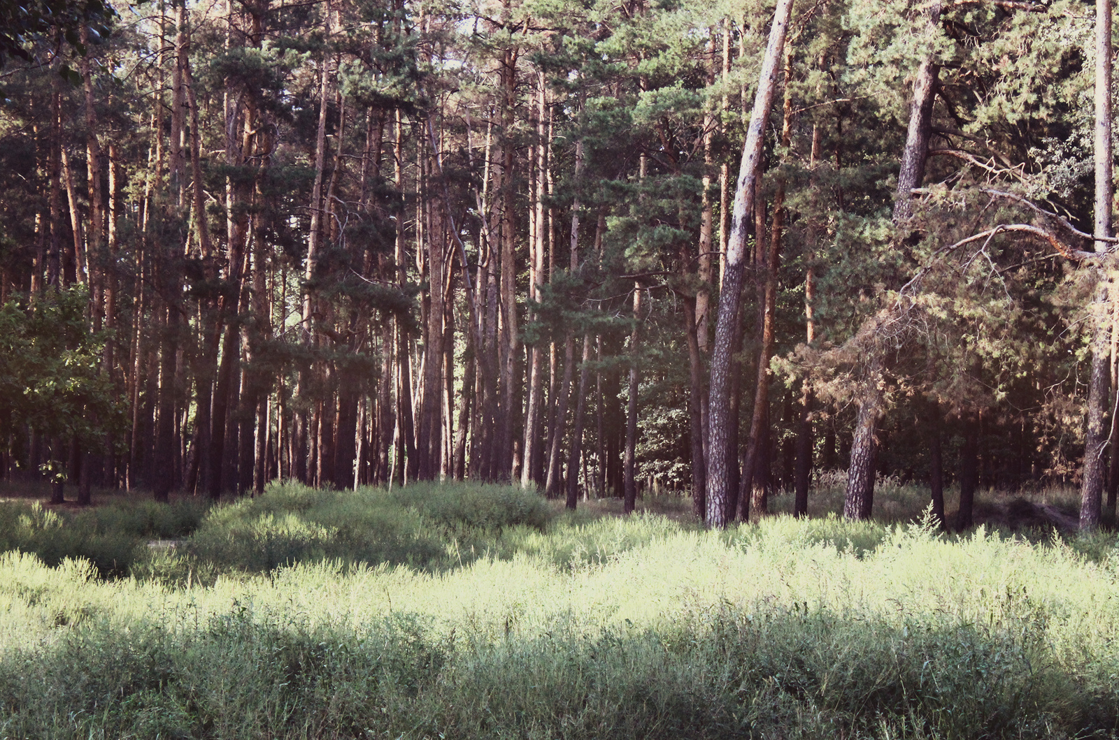 The forest is full of wonders - My, Forest Park, Photo, The photo, Nature, Longpost