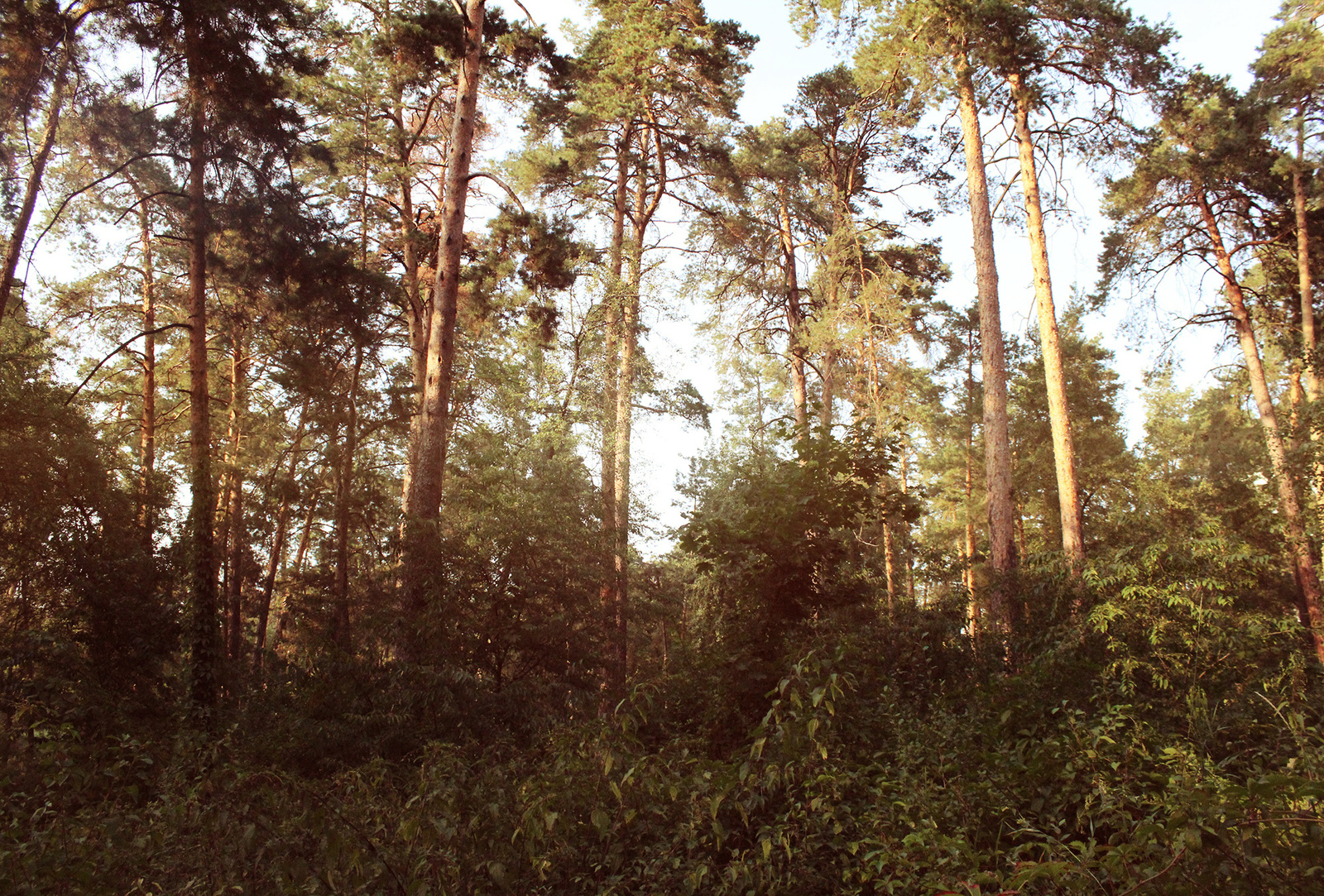 The forest is full of wonders - My, Forest Park, Photo, The photo, Nature, Longpost