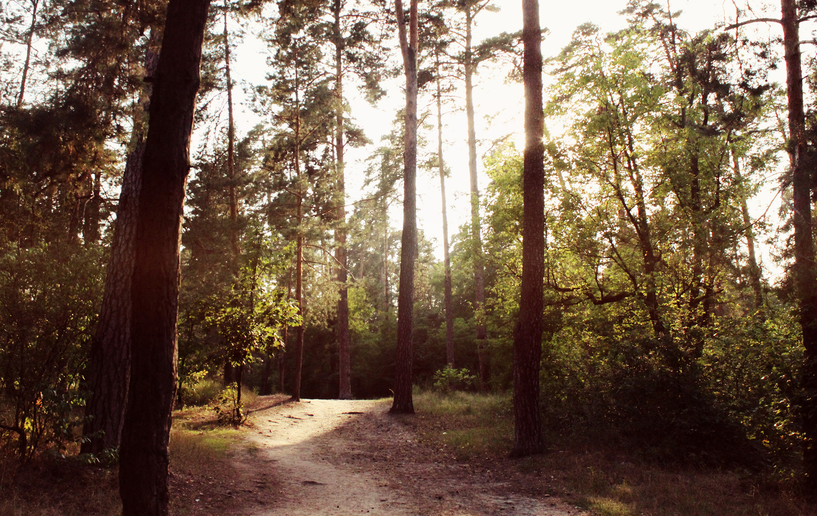 The forest is full of wonders - My, Forest Park, Photo, The photo, Nature, Longpost