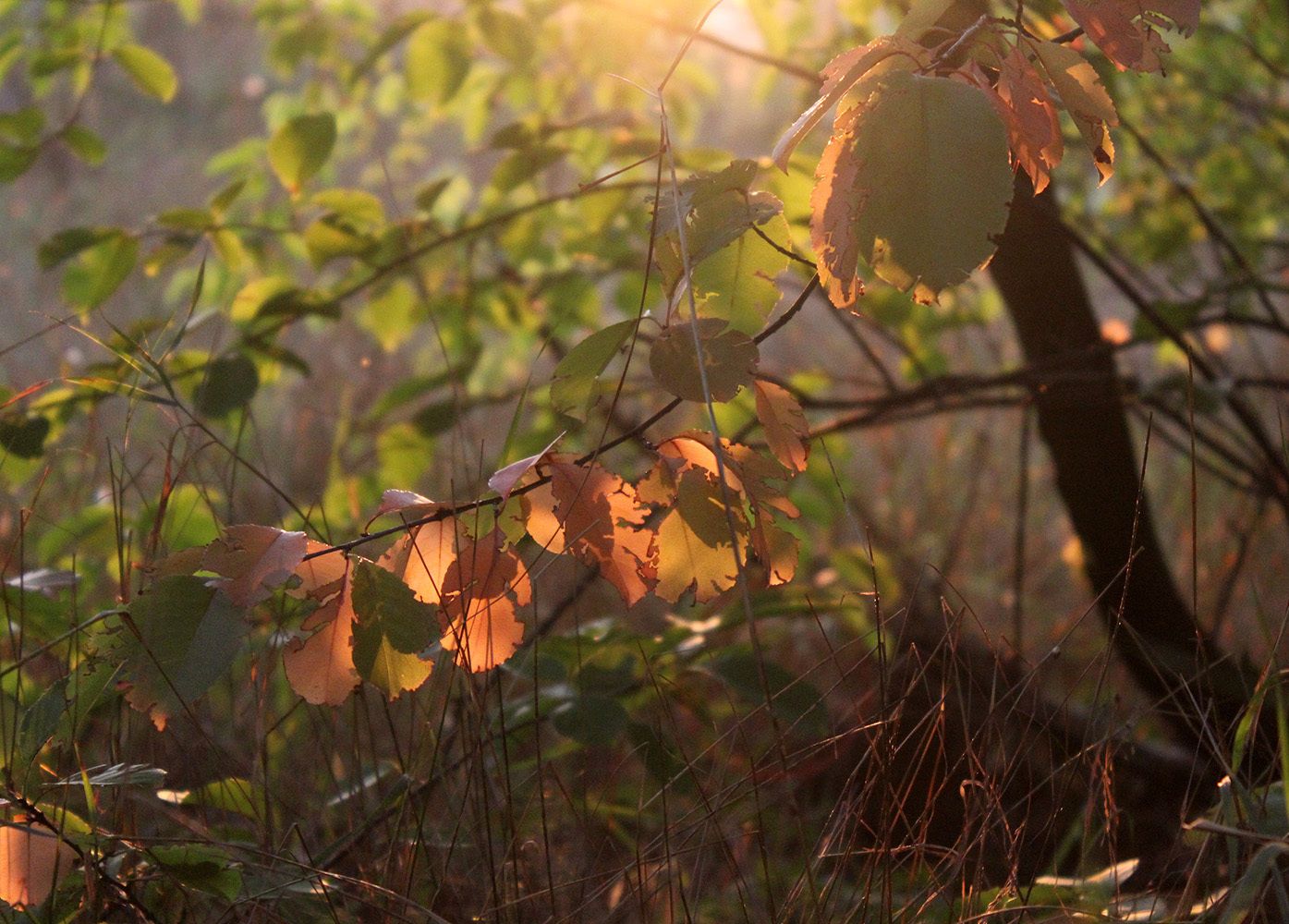 The forest is full of wonders - My, Forest Park, Photo, The photo, Nature, Longpost