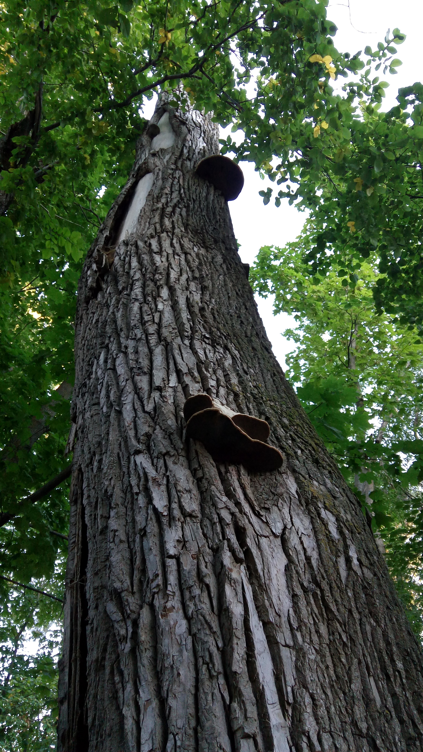 Stump, just a stump - My, Stump, Tree, Red Key, Nizhnekamsk, Longpost