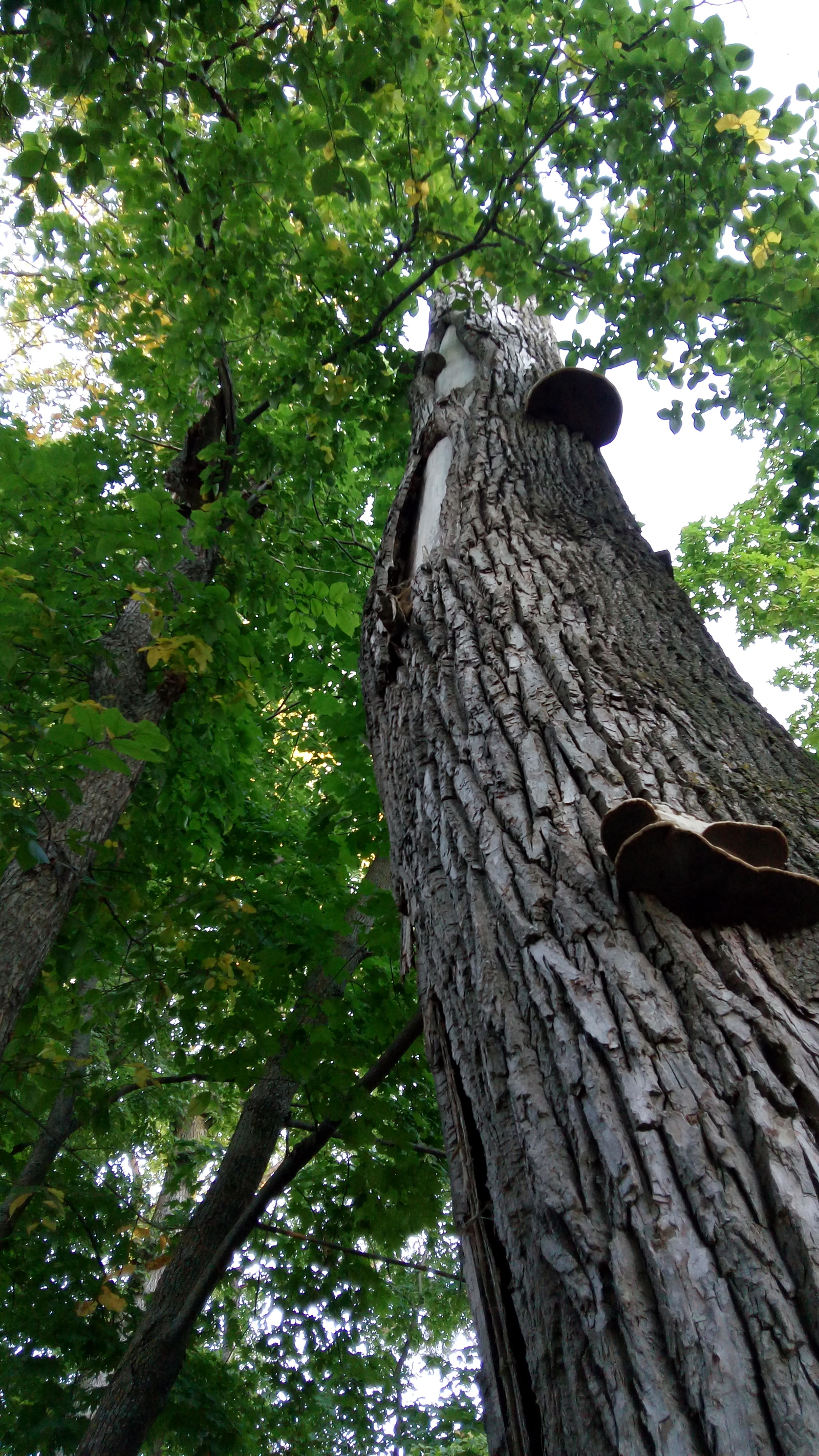 Stump, just a stump - My, Stump, Tree, Red Key, Nizhnekamsk, Longpost