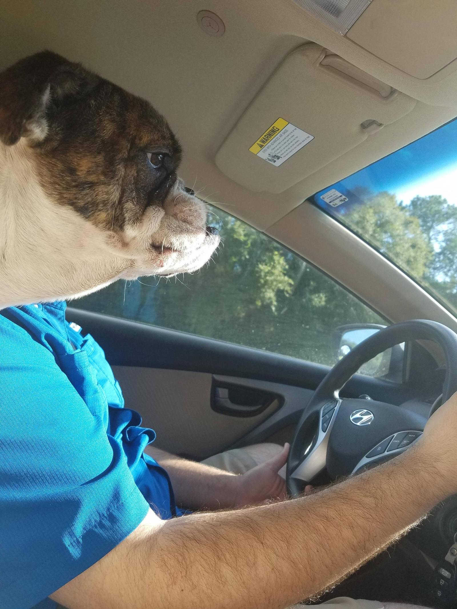 Everything's under control - Dog, Driver