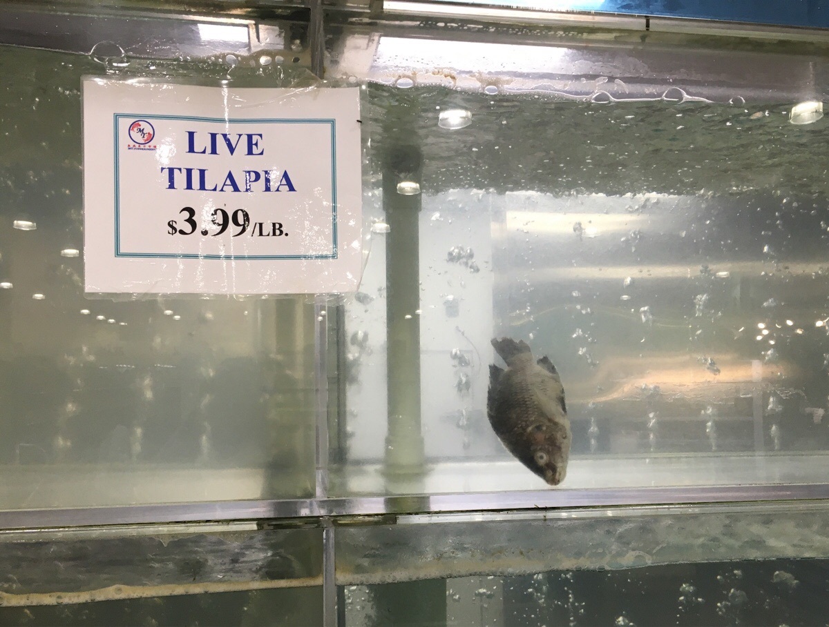 Live? Then I must have just dozed off. - A fish, Aquarium