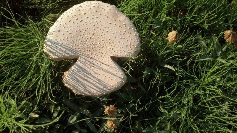 Mushroom that looks like a mushroom - Mushrooms, View