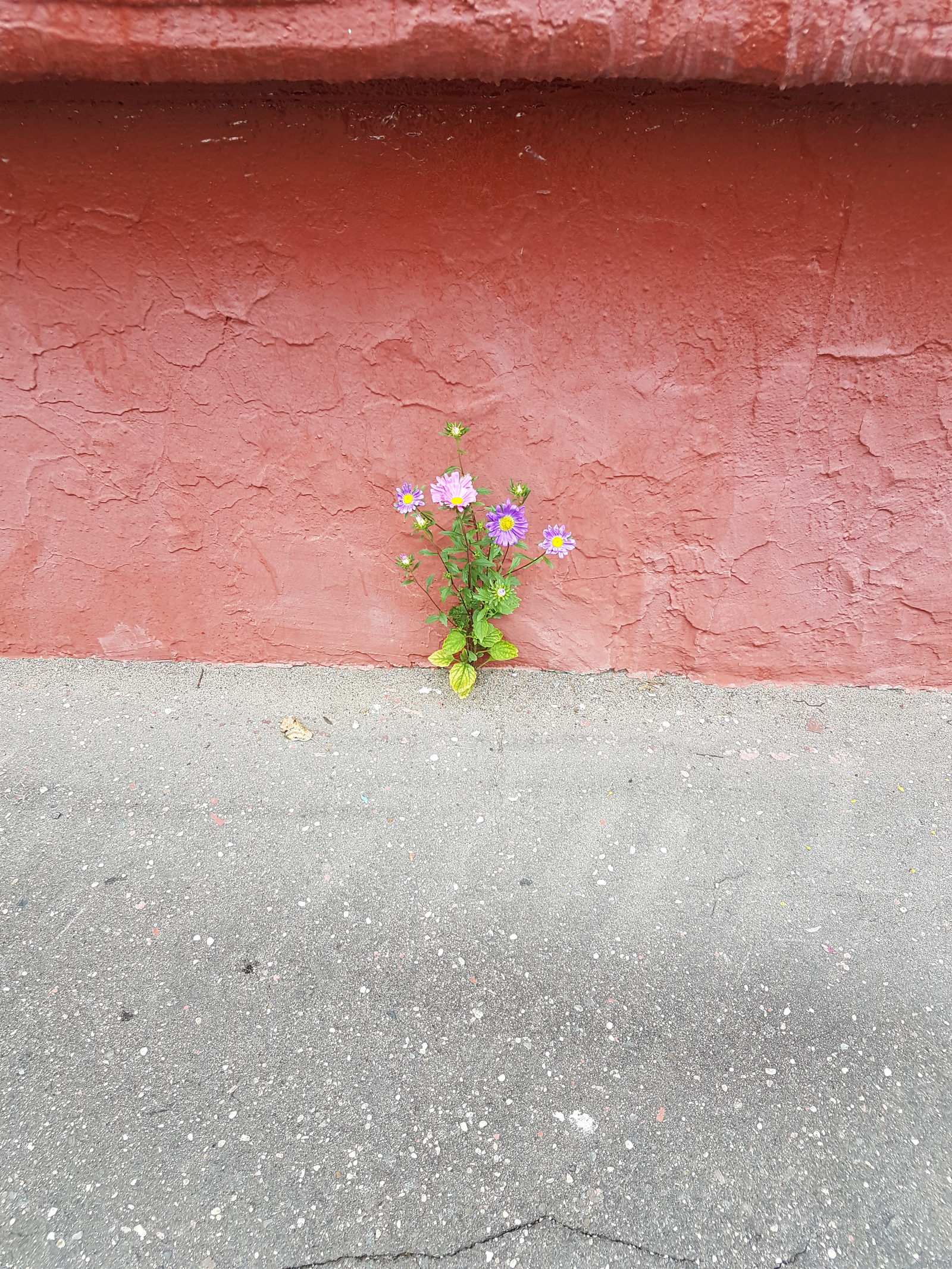 Asters on asphalt - My, Flowers, Town, Asphalt, Longpost