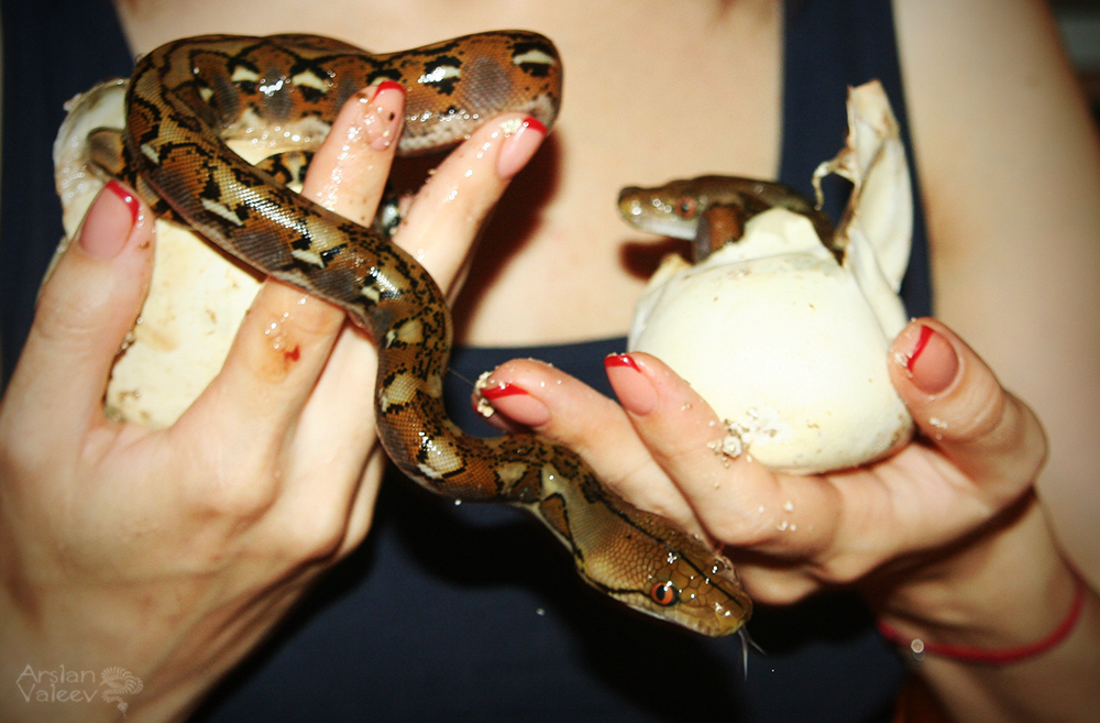 A miracle happened the other day, babies of reticulated pythons came out of eggs)) - My, Snake, Python, Reticulated python, Terrariumistics, Eggs, Hatching