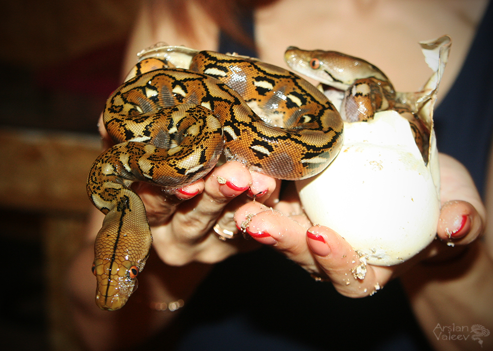 A miracle happened the other day, babies of reticulated pythons came out of eggs)) - My, Snake, Python, Reticulated python, Terrariumistics, Eggs, Hatching