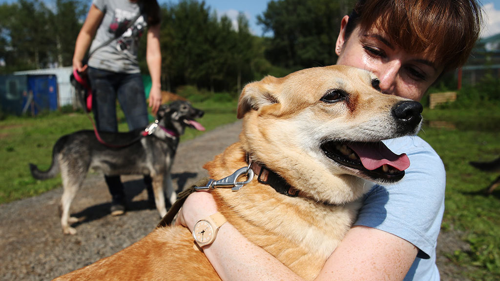 A DRAFT ON PENALTY FOR DOG FEAST IS INTRODUCED TO THE DUMA - news, Text, Dogs and people, Breaking News, Longpost, Fine, Dog lovers, Dog