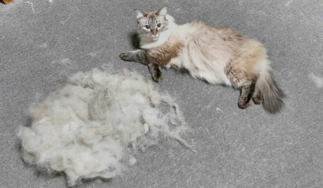 combed out the cat - My, cat, Wool, Fluffy