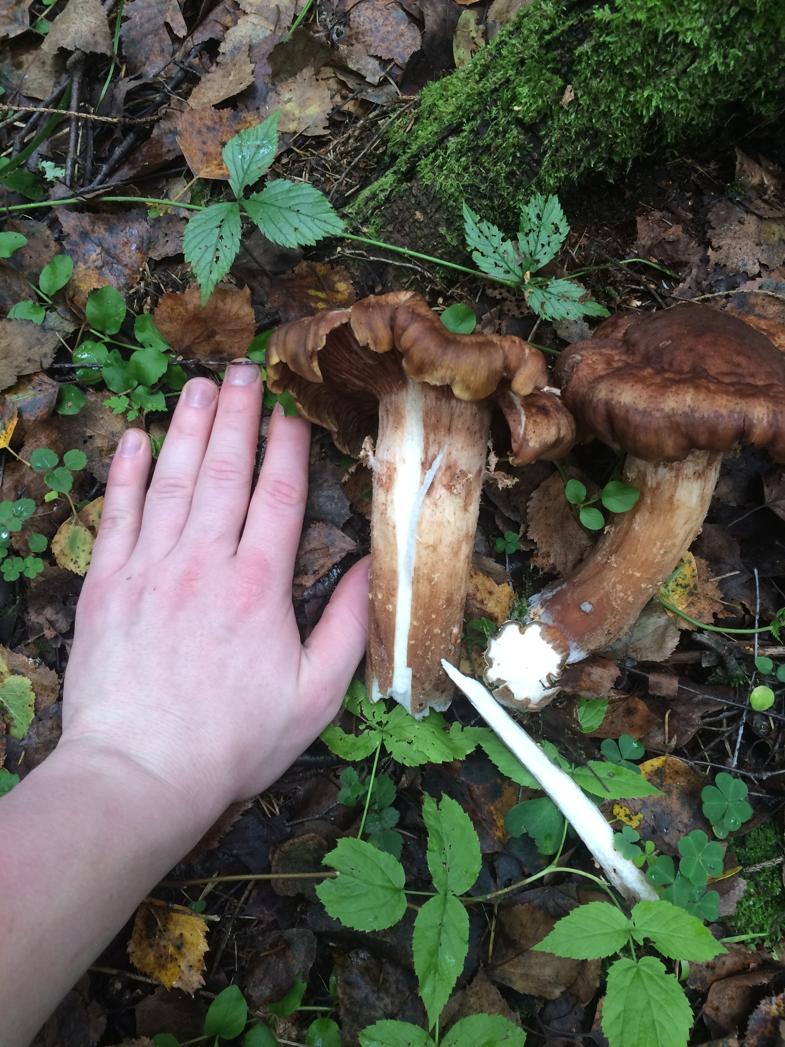 I have no idea what's going on with these mushrooms this year. - My, Mushrooms, Honey mushrooms, Forest