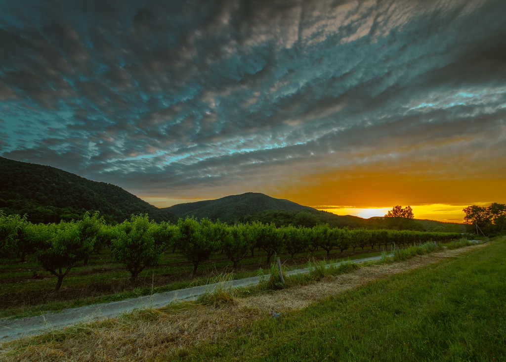 Peach garden on the way to Arkhipo-Osipovka - My, Краснодарский Край, Nature, Sky, , Clouds