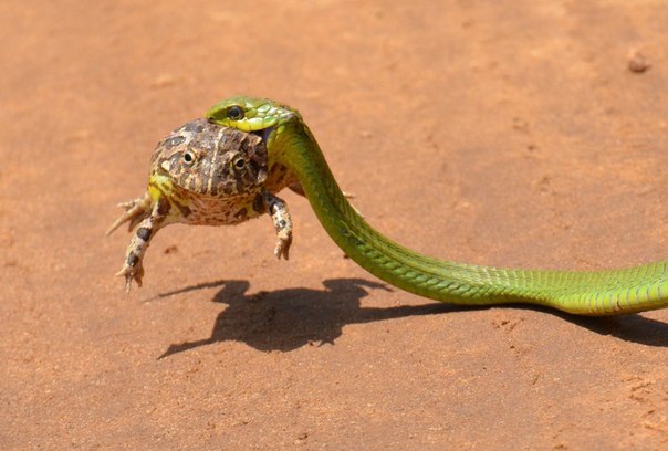 Incredible example of animal friendship - Snake, Reptiles, Frogs, Amphibian, friendship