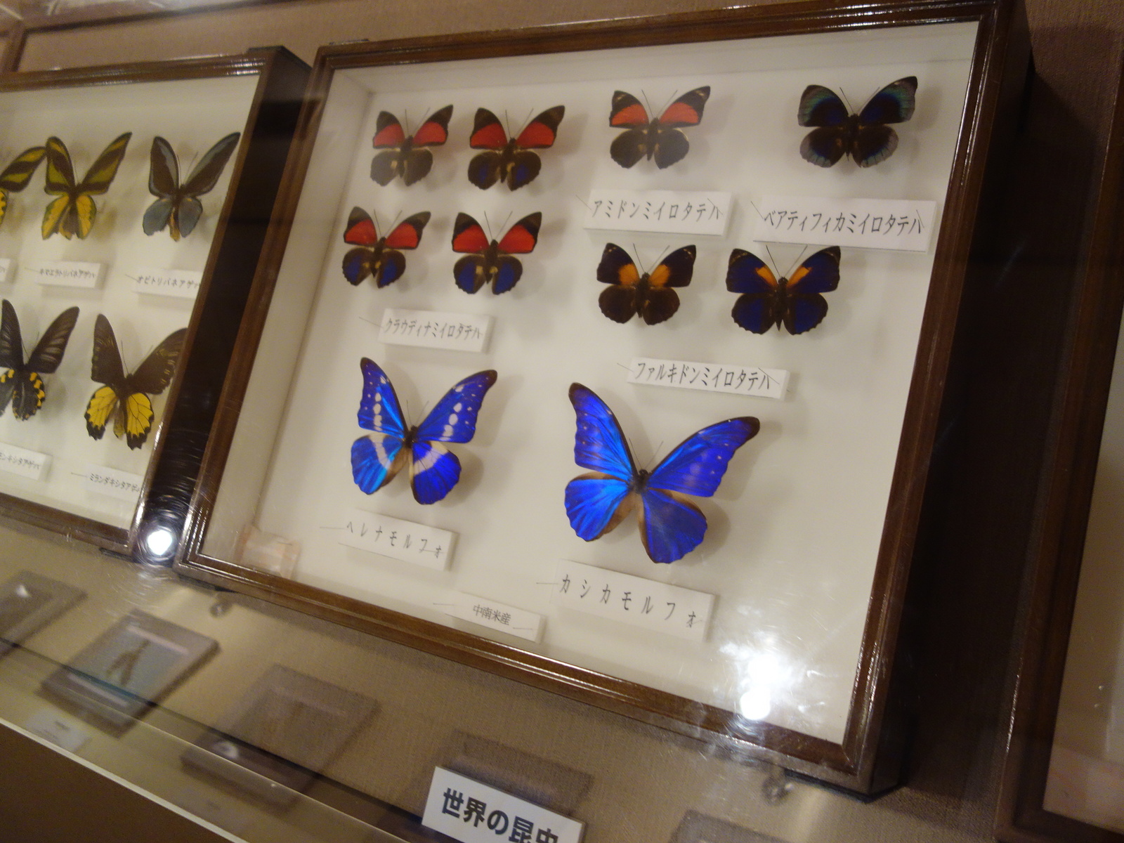 Мини музей бабочек