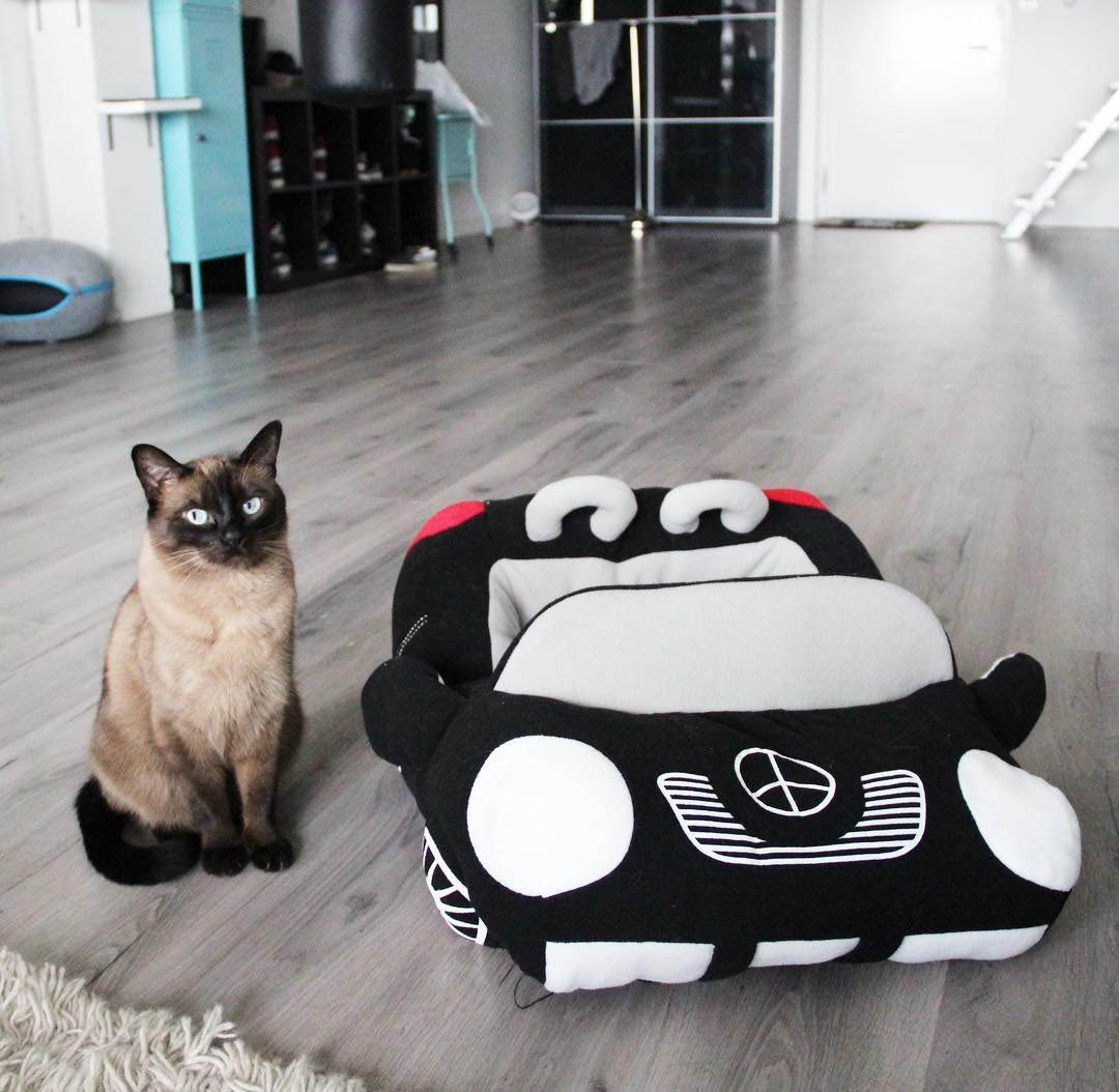 Is this really your car? - cat, Kotevkorobke, Wheelbarrow, 