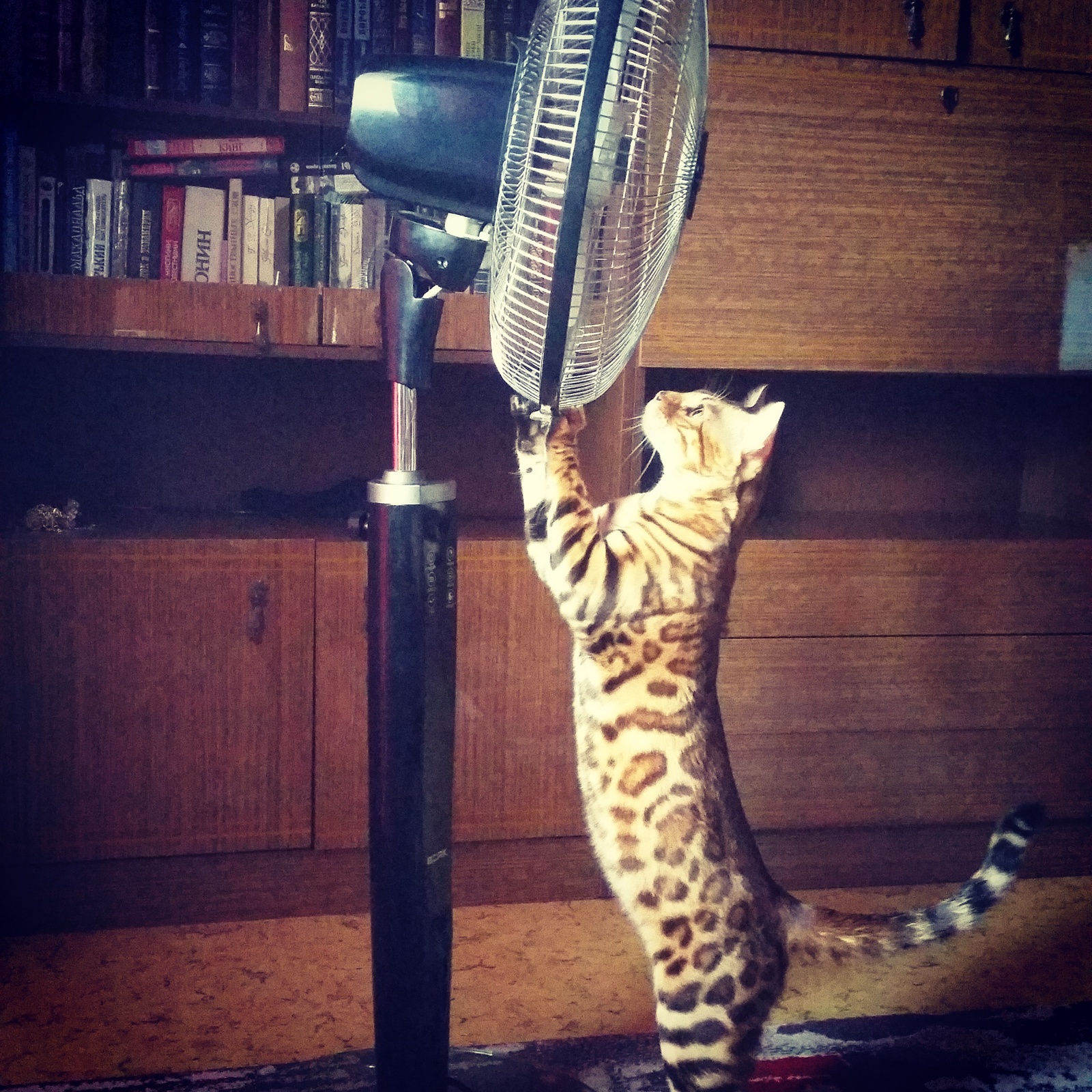 What are you? - My, cat, Bengal cat