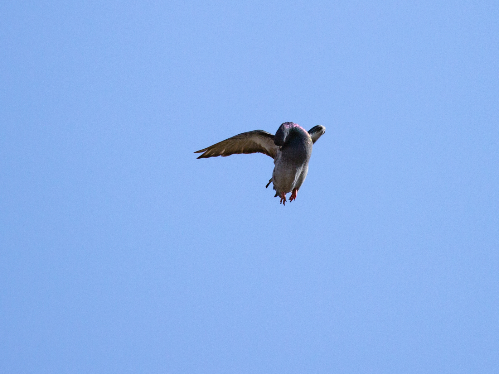 Combed - My, Photo, Birds