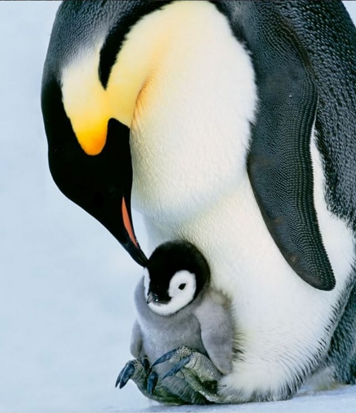 Mom, you already tired me with your care - Mum, Penguins, Care