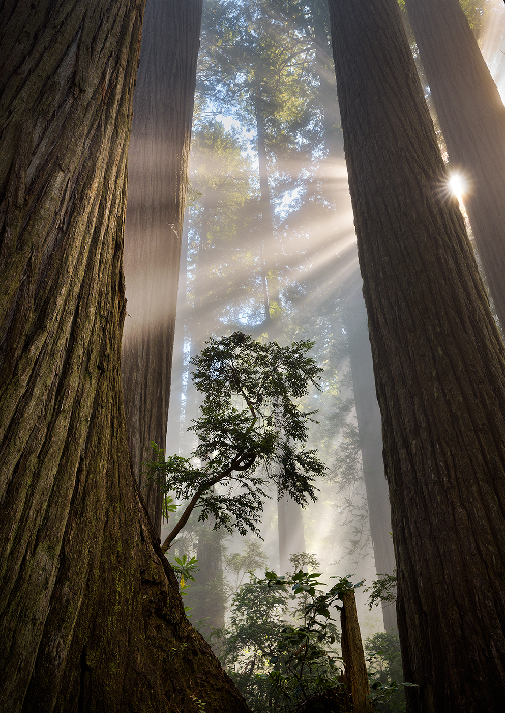 In the sunshine... - Nature, Landscape, Light, Forest