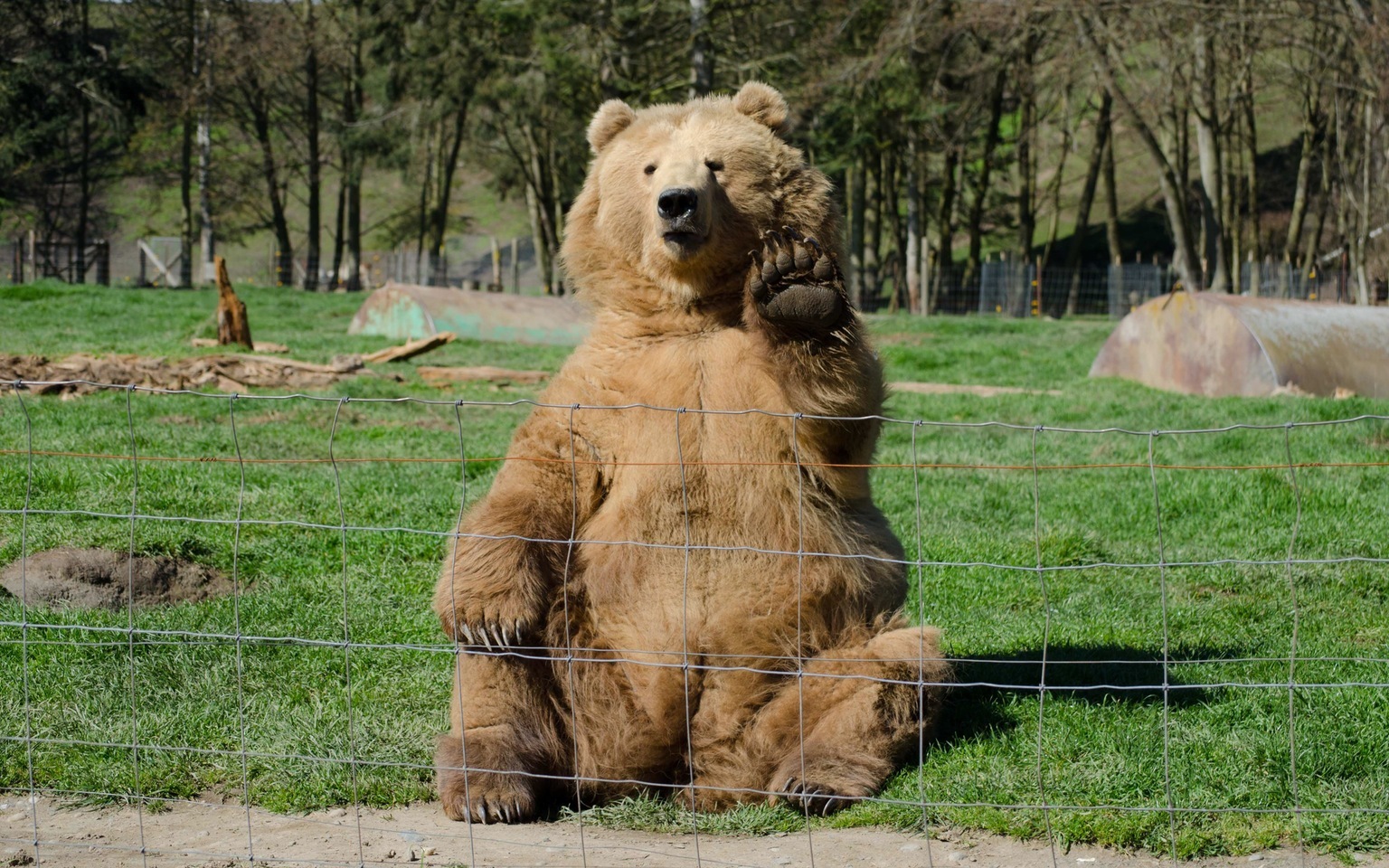 Good morning! Neighbor. - Nature, The Bears, Photo, Kindness