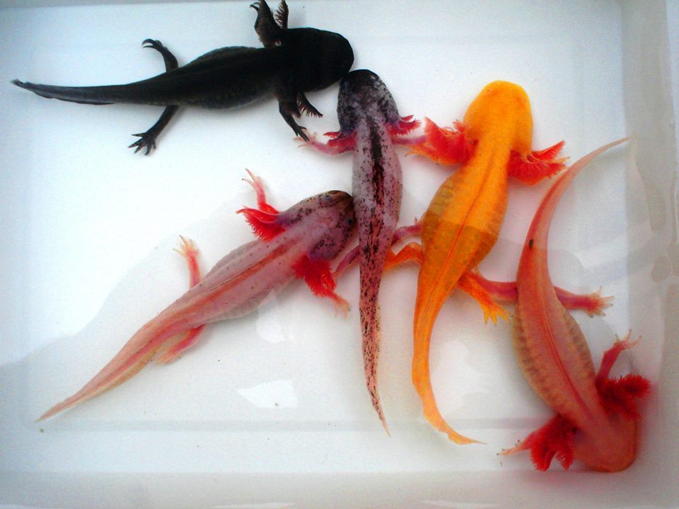 colorful axolotls - Axolotl, Amphibian, Aquarium