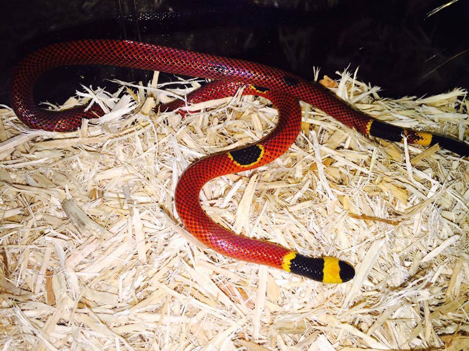 Unusual coral snake - Snake, Asp, Poisonous animals, Mutation