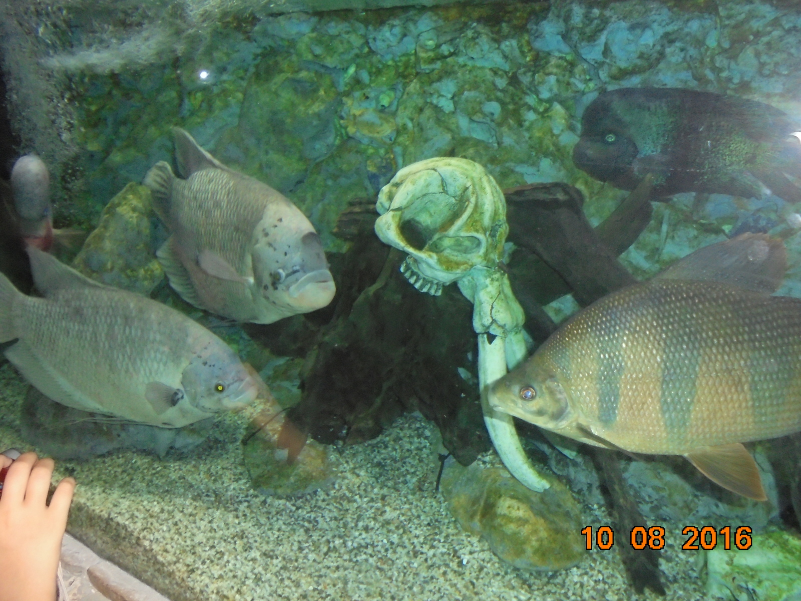 Fish in the Alushta aquarium (Crimea) - My, A fish, Aquarium fish, Longpost