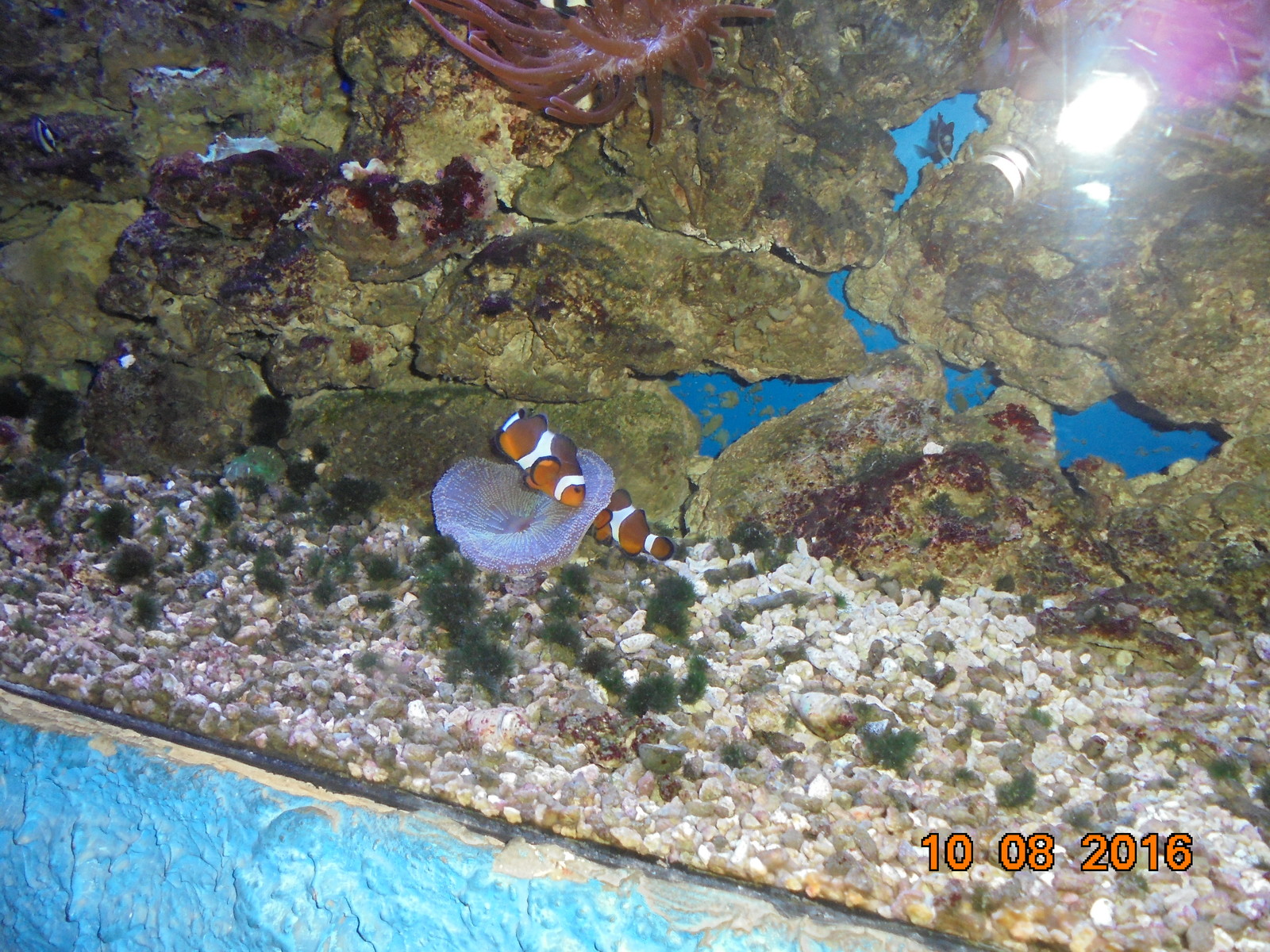 Fish in the Alushta aquarium (Crimea) - My, A fish, Aquarium fish, Longpost